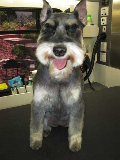 accutane en el mostrador