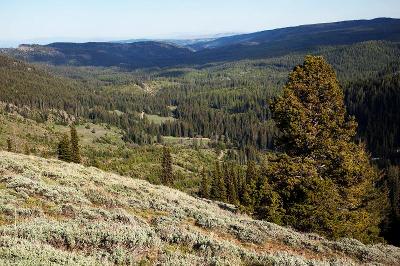 tadalafil raven 20 mg