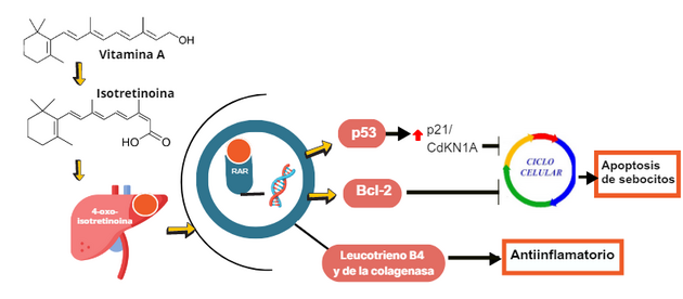 Costo de pastillas isotretinoina